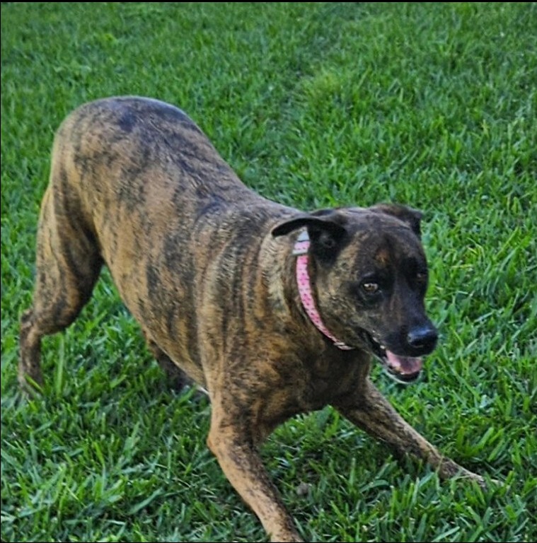 Izzy the dog walking playfully on a lush green lawn